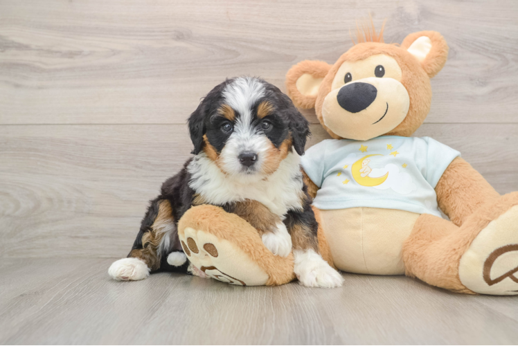 Mini Bernedoodle Puppy for Adoption