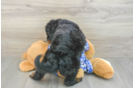 Hypoallergenic Mini Bernepoo Poodle Mix Puppy