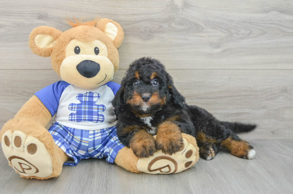 6 week old Mini Bernedoodle Puppy For Sale - Windy City Pups