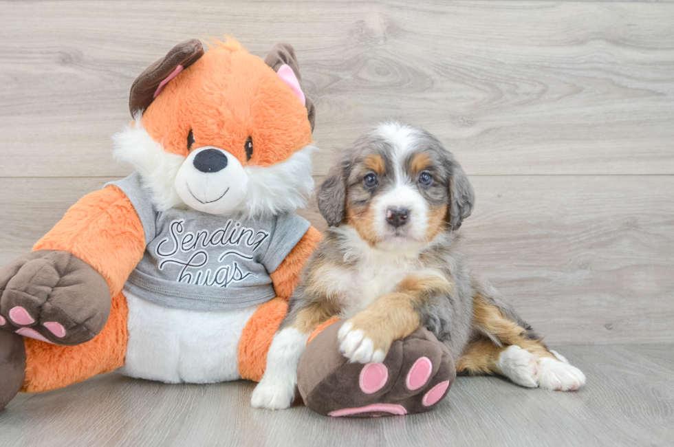 5 week old Mini Bernedoodle Puppy For Sale - Windy City Pups