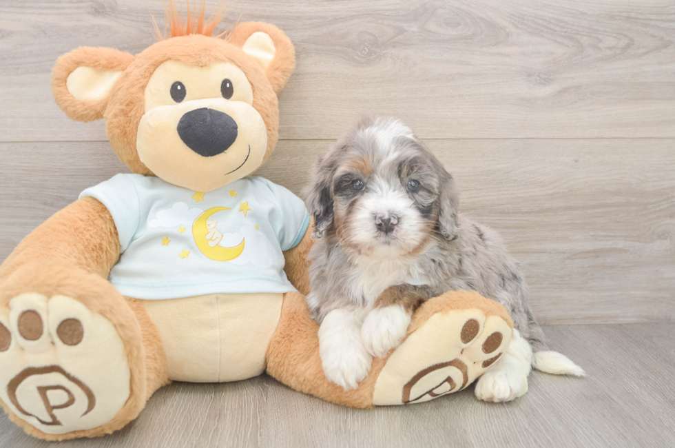 5 week old Mini Bernedoodle Puppy For Sale - Windy City Pups