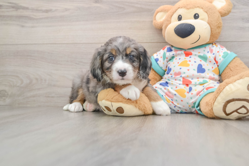 Mini Bernedoodle Pup Being Cute