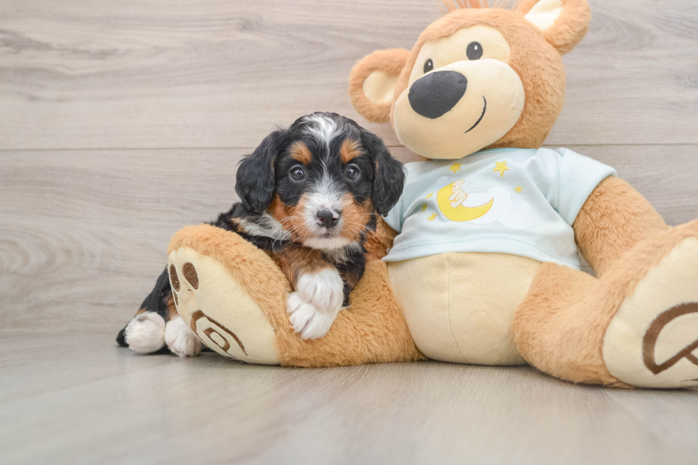 Mini Bernedoodle Puppy for Adoption