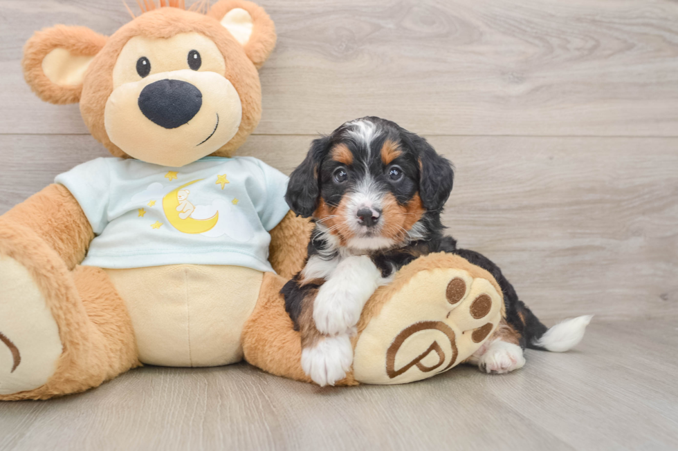 Mini Bernedoodle Pup Being Cute
