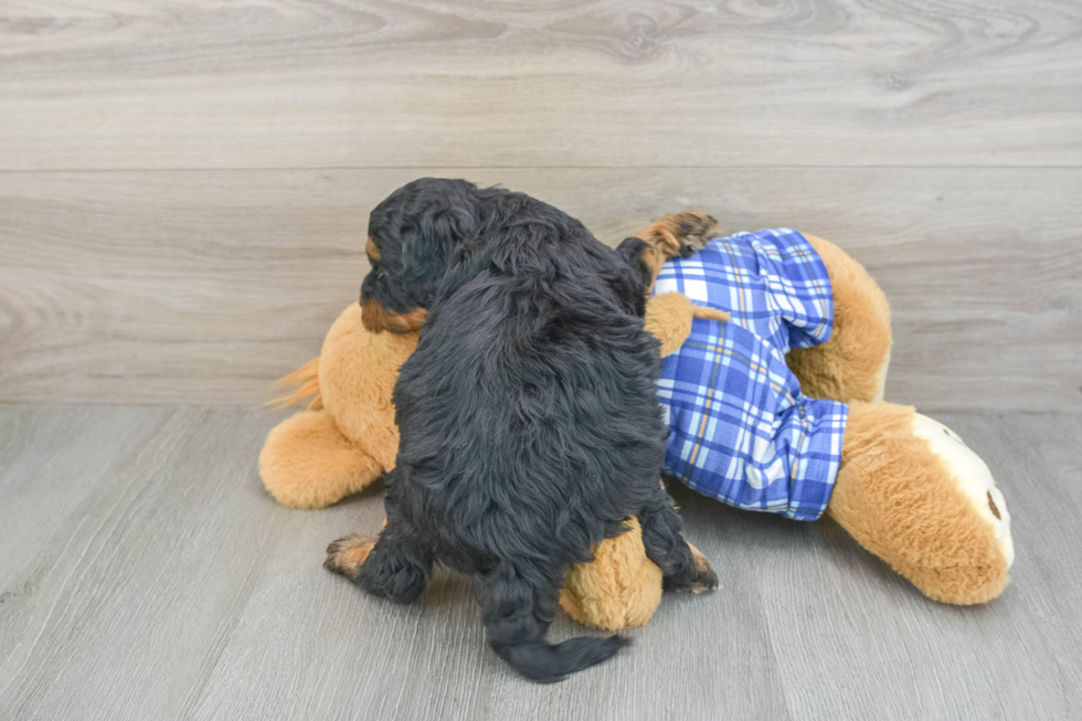 Mini Bernedoodle Puppy for Adoption