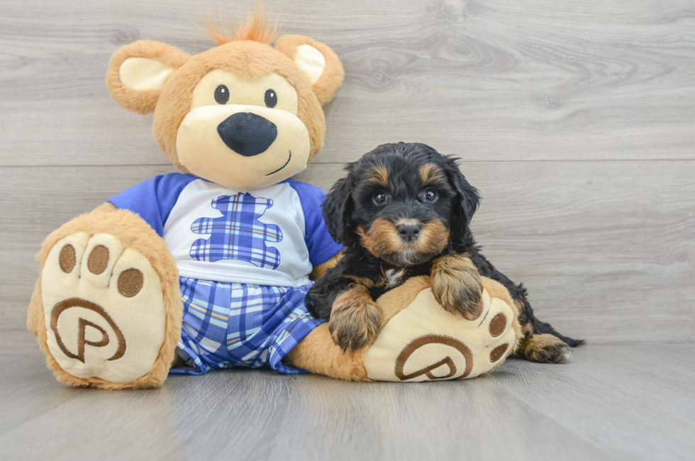 7 week old Mini Bernedoodle Puppy For Sale - Windy City Pups