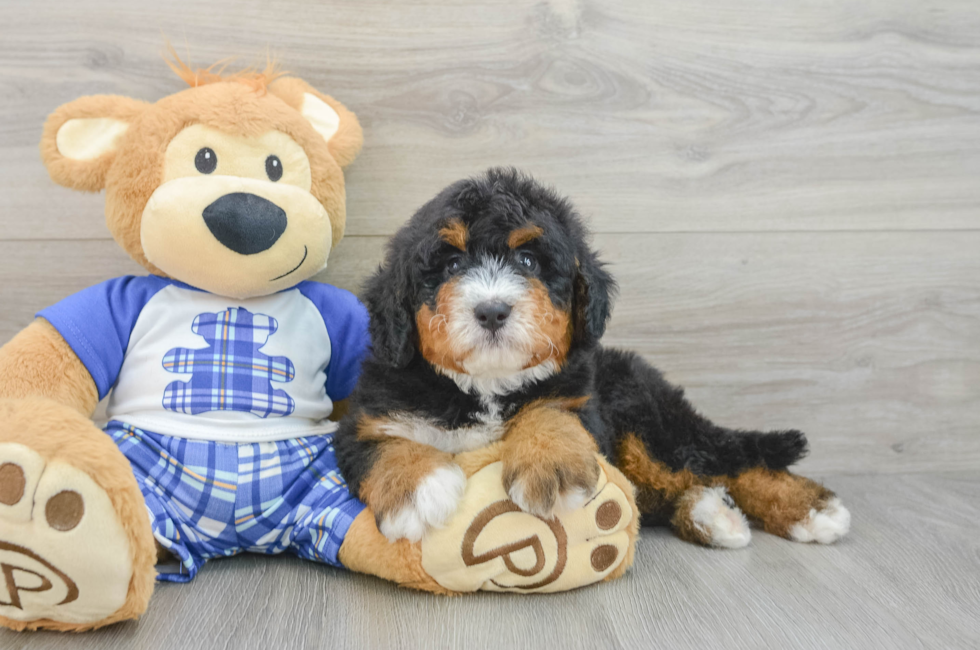 6 week old Mini Bernedoodle Puppy For Sale - Windy City Pups