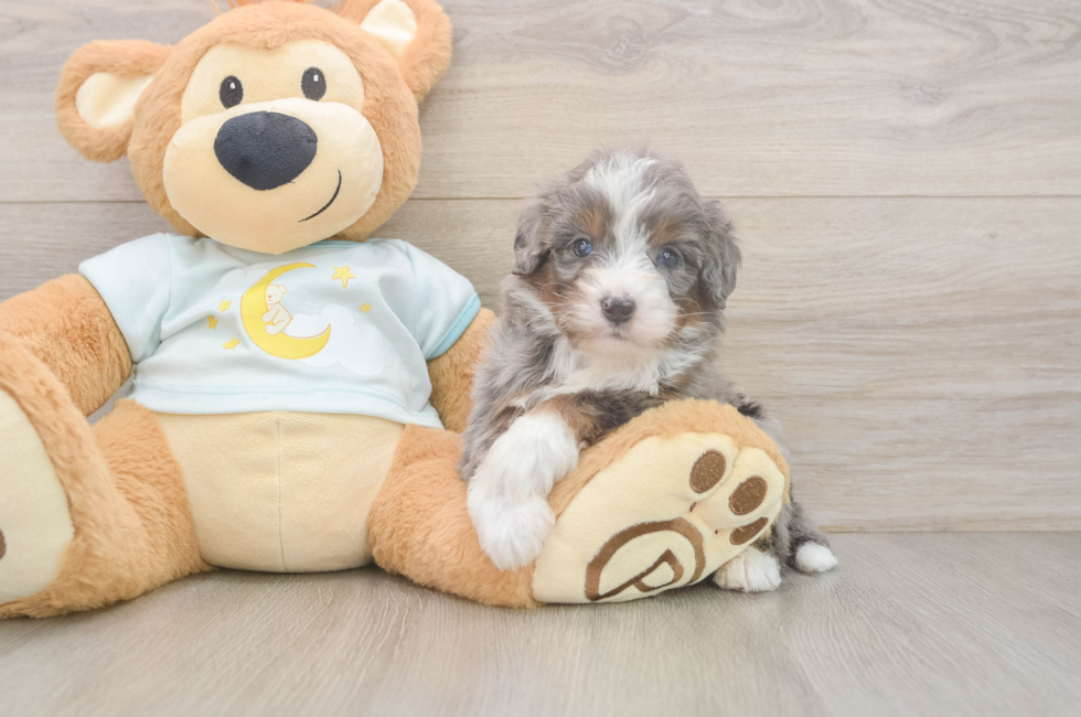 6 week old Mini Bernedoodle Puppy For Sale - Windy City Pups