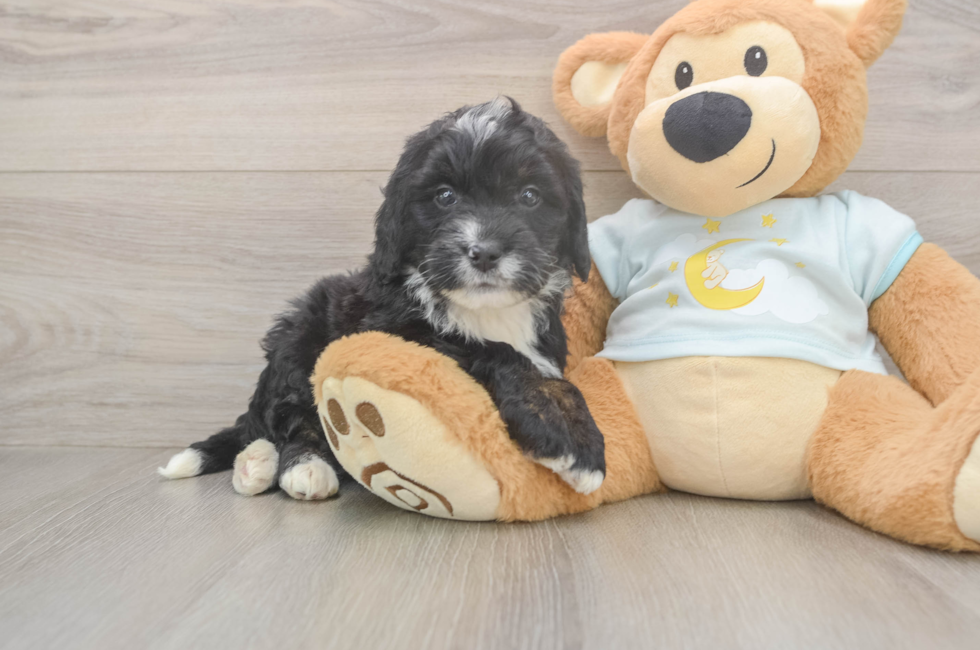 5 week old Mini Bernedoodle Puppy For Sale - Windy City Pups