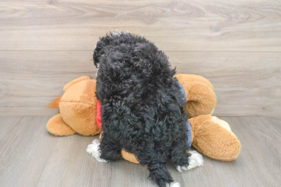 Popular Mini Bernedoodle Poodle Mix Pup