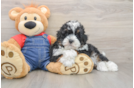 Small Mini Bernedoodle Baby