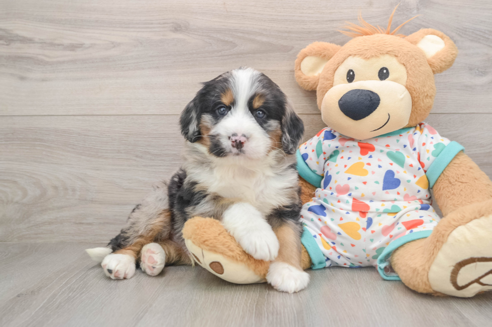Funny Mini Bernedoodle Poodle Mix Pup