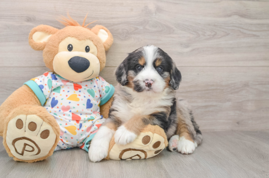 Mini Bernedoodle Puppy for Adoption