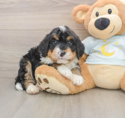 6 week old Mini Bernedoodle Puppy For Sale - Windy City Pups
