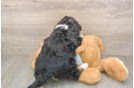 Energetic Mini Bernesedoodle Poodle Mix Puppy