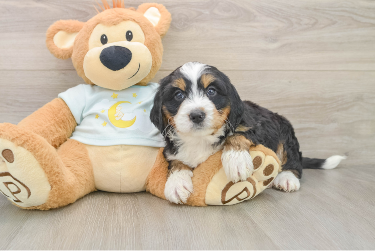 Best Mini Bernedoodle Baby