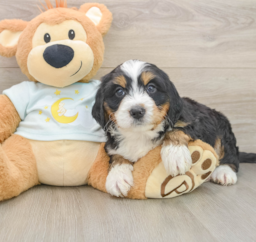 5 week old Mini Bernedoodle Puppy For Sale - Windy City Pups