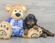 9 week old Mini Bernedoodle Puppy For Sale - Windy City Pups