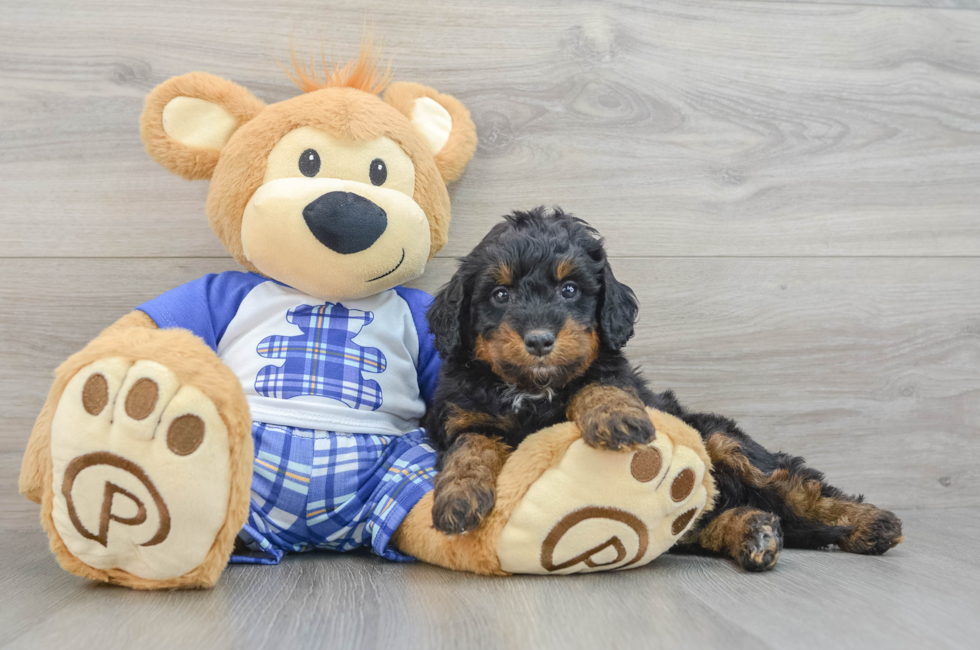 7 week old Mini Bernedoodle Puppy For Sale - Windy City Pups