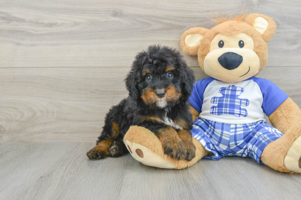 6 week old Mini Bernedoodle Puppy For Sale - Windy City Pups