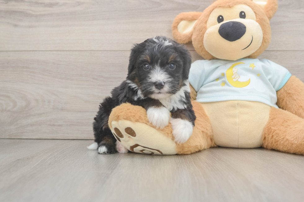 6 week old Mini Bernedoodle Puppy For Sale - Windy City Pups