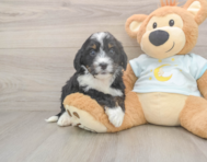 6 week old Mini Bernedoodle Puppy For Sale - Windy City Pups