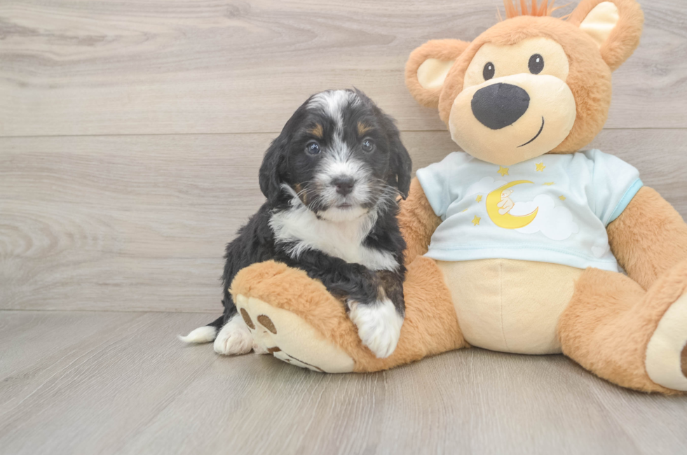 5 week old Mini Bernedoodle Puppy For Sale - Windy City Pups