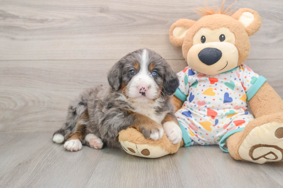 Best Mini Bernedoodle Baby