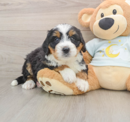 5 week old Mini Bernedoodle Puppy For Sale - Windy City Pups
