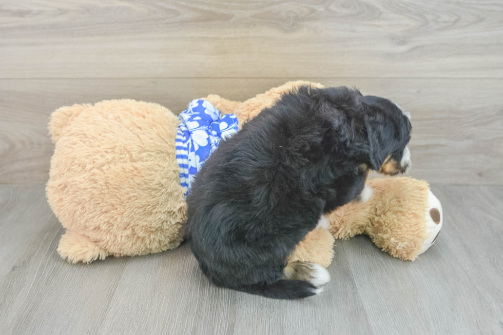 Small Mini Bernedoodle Baby