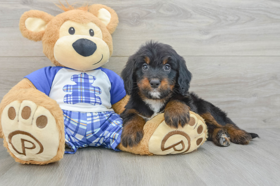 6 week old Mini Bernedoodle Puppy For Sale - Windy City Pups