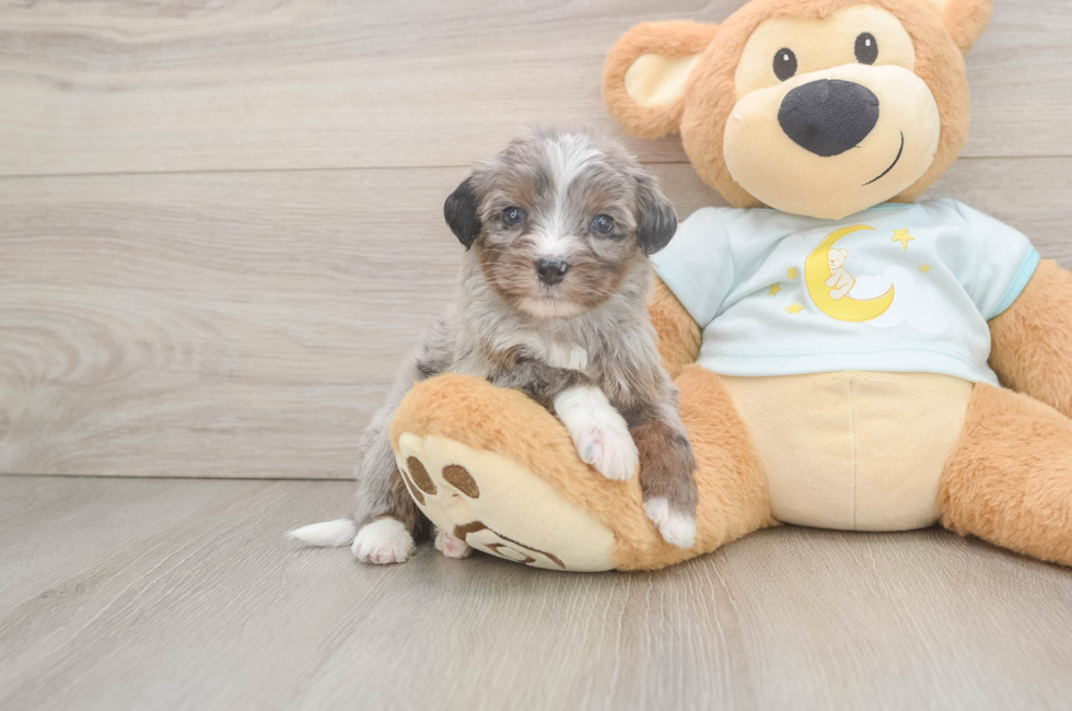 6 week old Mini Bernedoodle Puppy For Sale - Windy City Pups