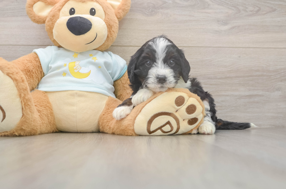 5 week old Mini Bernedoodle Puppy For Sale - Windy City Pups