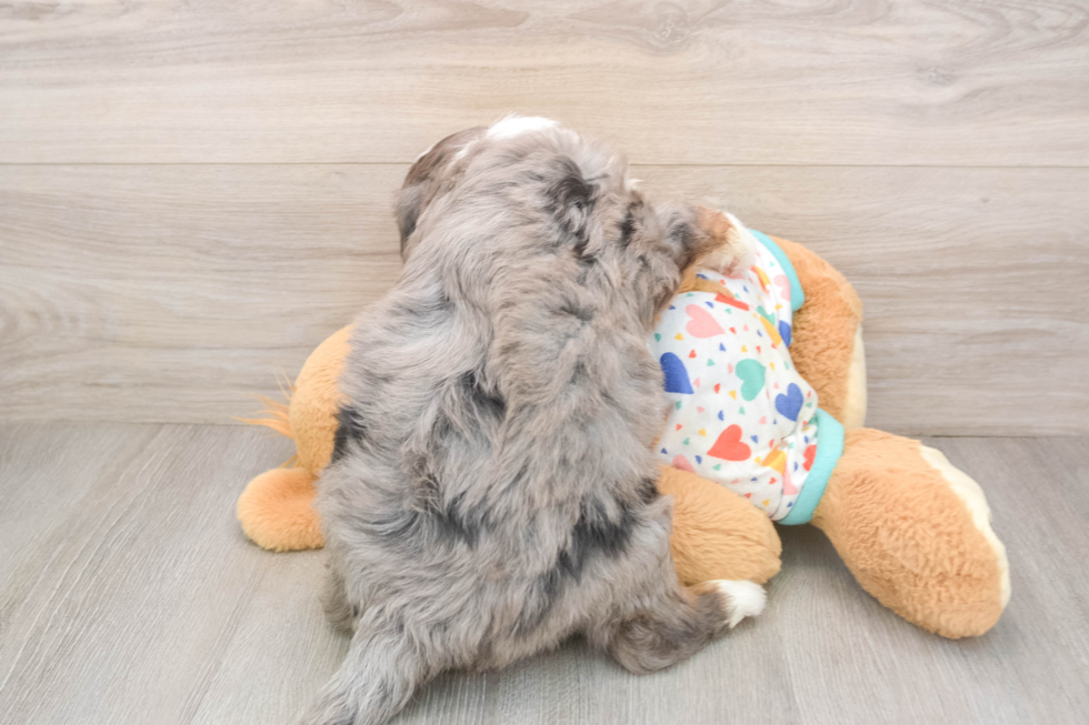 Petite Mini Bernedoodle Poodle Mix Pup