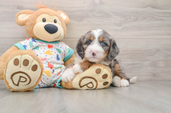 Mini Bernedoodle Pup Being Cute