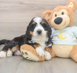 6 week old Mini Bernedoodle Puppy For Sale - Windy City Pups