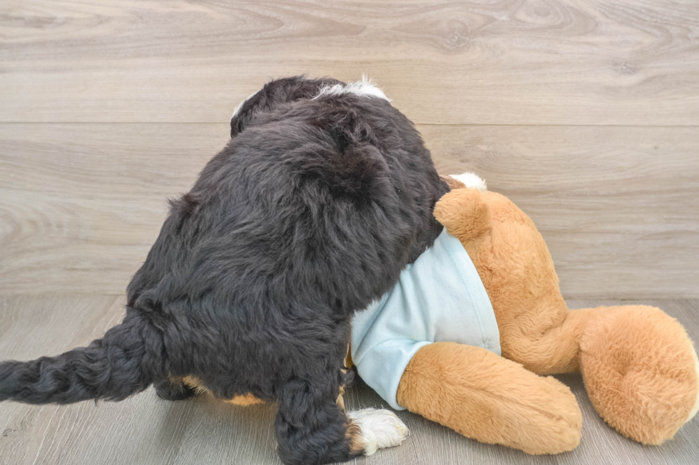 Small Mini Bernedoodle Baby