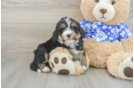 Mini Bernedoodle Pup Being Cute