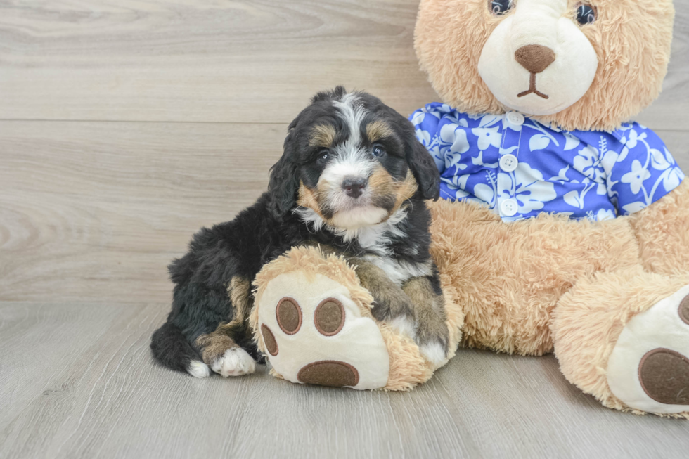 Mini Bernedoodle Pup Being Cute