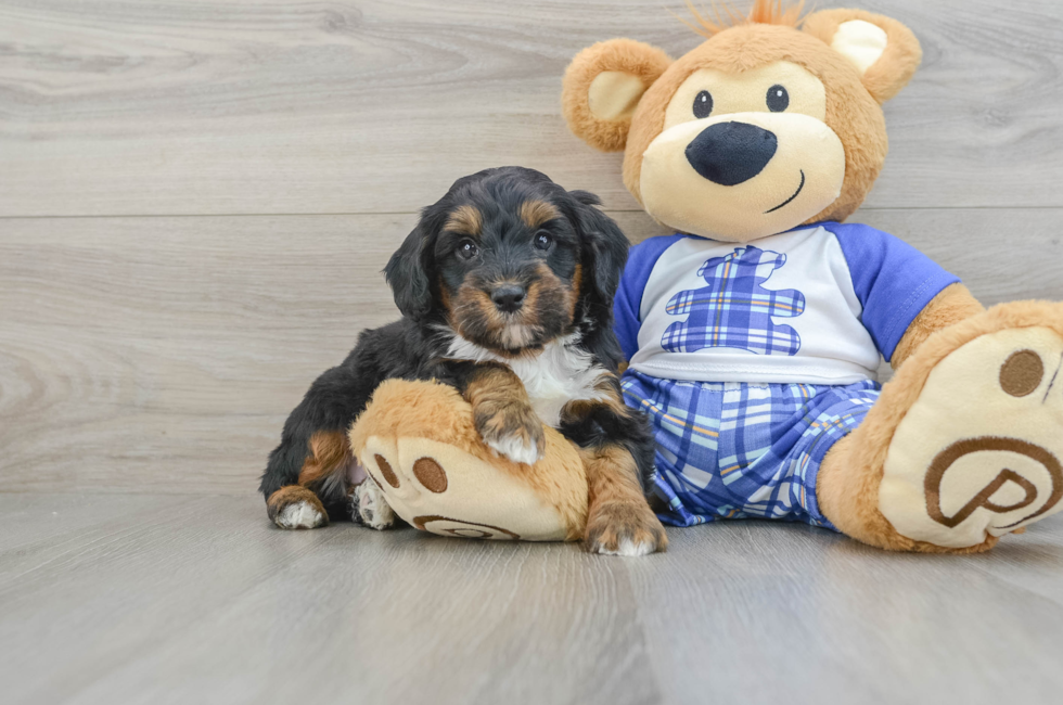 7 week old Mini Bernedoodle Puppy For Sale - Windy City Pups