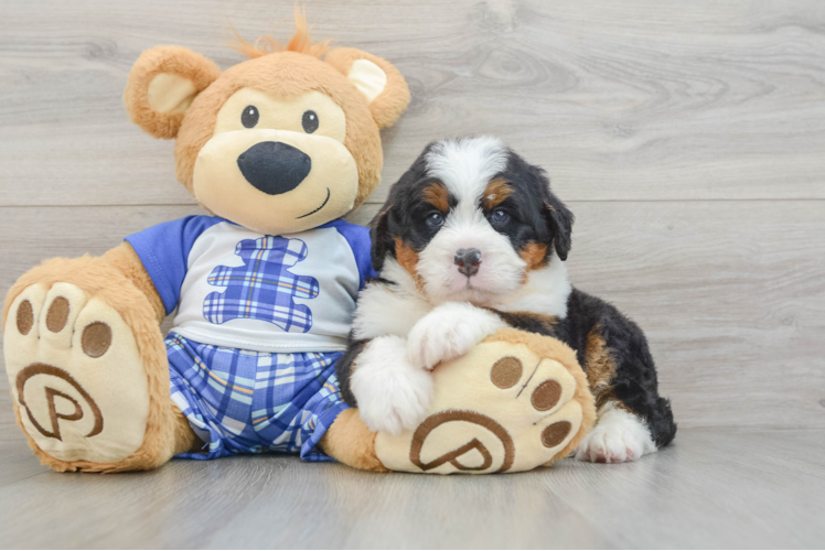 Playful Mini Bernesedoodle Poodle Mix Puppy