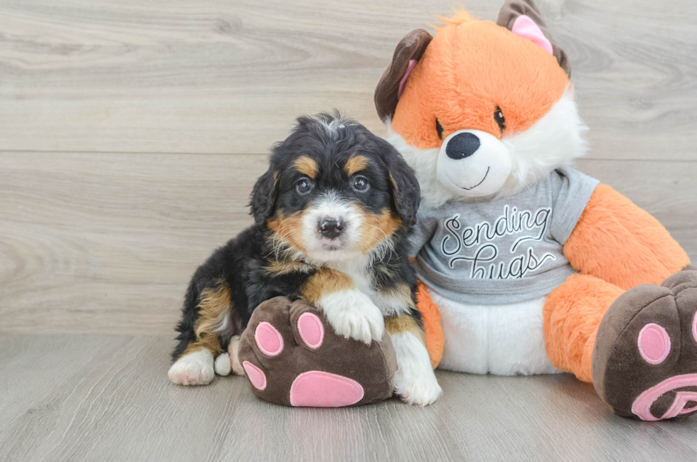 5 week old Mini Bernedoodle Puppy For Sale - Windy City Pups