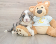 7 week old Mini Bernedoodle Puppy For Sale - Windy City Pups