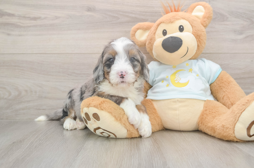5 week old Mini Bernedoodle Puppy For Sale - Windy City Pups