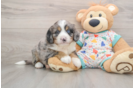 Fluffy Mini Bernedoodle Poodle Mix Pup