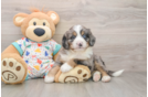 Adorable Mini Bernese Poodle Poodle Mix Puppy