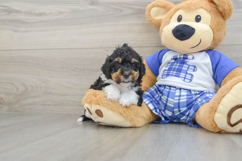 Energetic Mini Bernepoo Poodle Mix Puppy