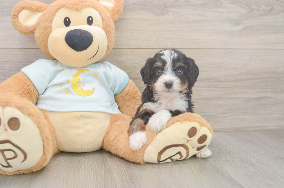 5 week old Mini Bernedoodle Puppy For Sale - Windy City Pups