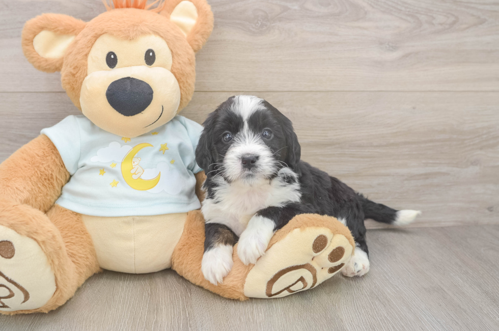 5 week old Mini Bernedoodle Puppy For Sale - Windy City Pups