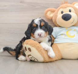 7 week old Mini Bernedoodle Puppy For Sale - Windy City Pups